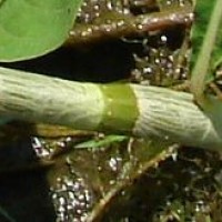 Persicaria pulchra Soják